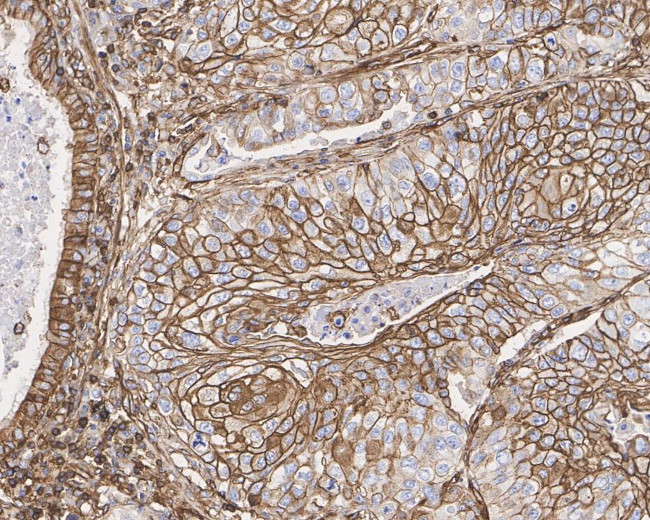 AHNAK Antibody in Immunohistochemistry (Paraffin) (IHC (P))