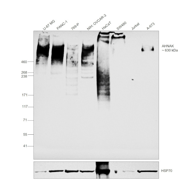 AHNAK Antibody