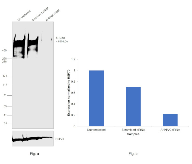 AHNAK Antibody in Western Blot (WB)