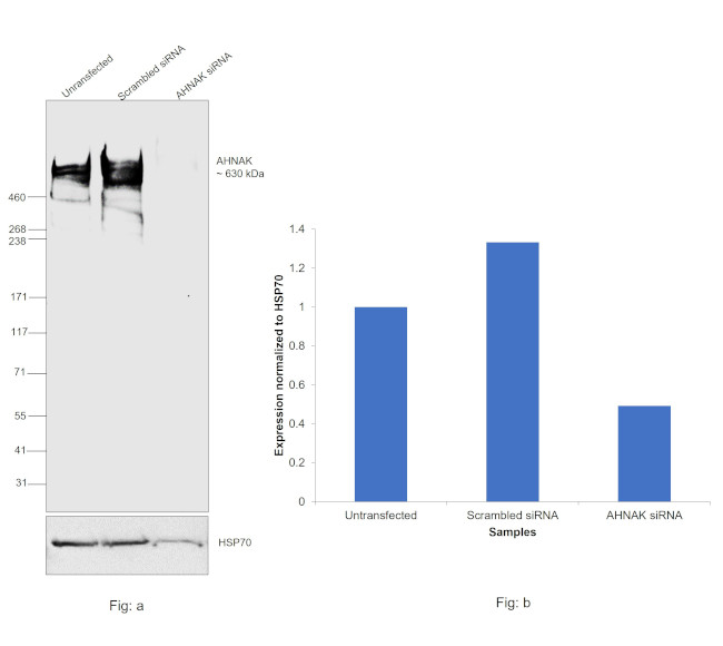 AHNAK Antibody in Western Blot (WB)