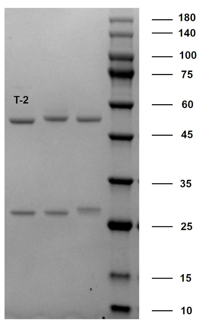 T-2 Mycotoxin Antibody in SDS-PAGE (SDS-PAGE)