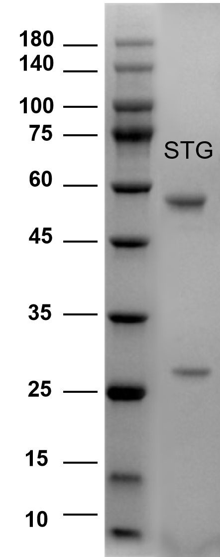 Sterigmatocystin Antibody in SDS-PAGE (SDS-PAGE)