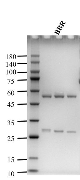 Berberine Antibody in SDS-PAGE (SDS-PAGE)