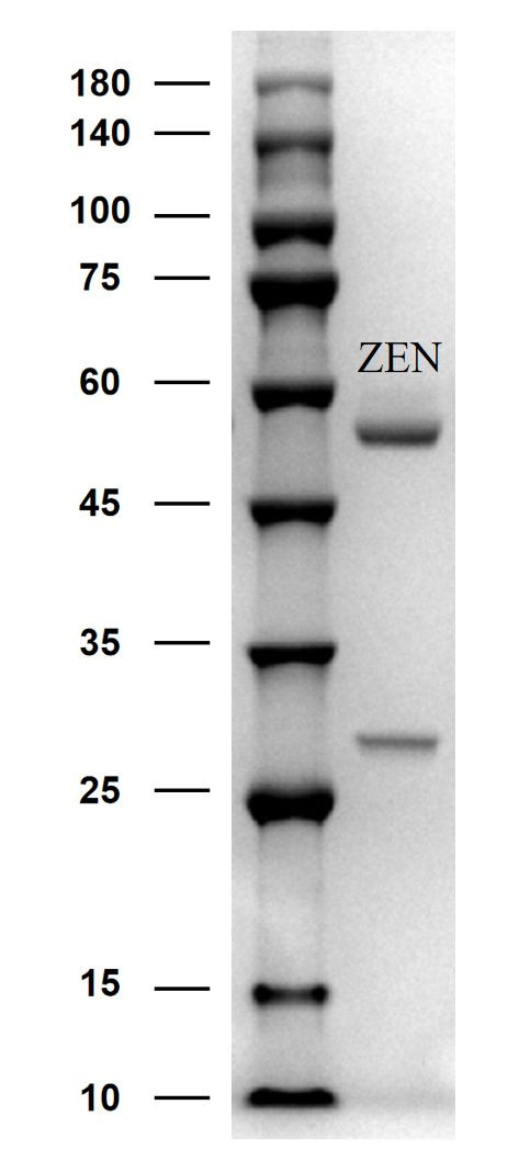 Zearalenone Antibody in SDS-PAGE (SDS-PAGE)