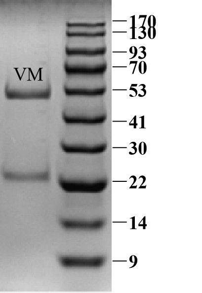 Vancomycin Antibody in SDS-PAGE (SDS-PAGE)