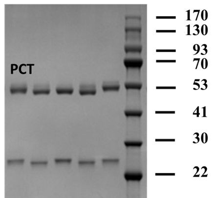 Pyraclostrobin Antibody in SDS-PAGE (SDS-PAGE)