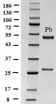 Lead Antibody in SDS-PAGE (SDS-PAGE)