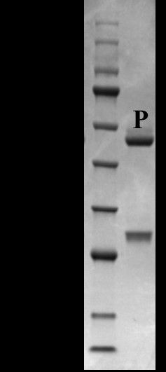 Progesterone Antibody in SDS-PAGE (SDS-PAGE)