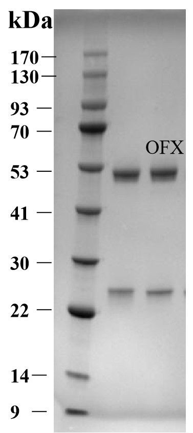 Ofloxacin Antibody in SDS-PAGE (SDS-PAGE)