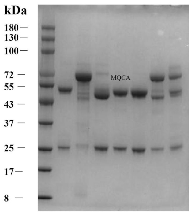Olaquindox metabolite Antibody in SDS-PAGE (SDS-PAGE)