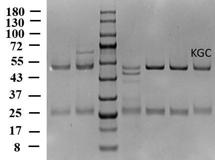 Kasugamycin Antibody in SDS-PAGE (SDS-PAGE)