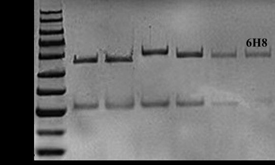 Estriol Antibody in SDS-PAGE (SDS-PAGE)