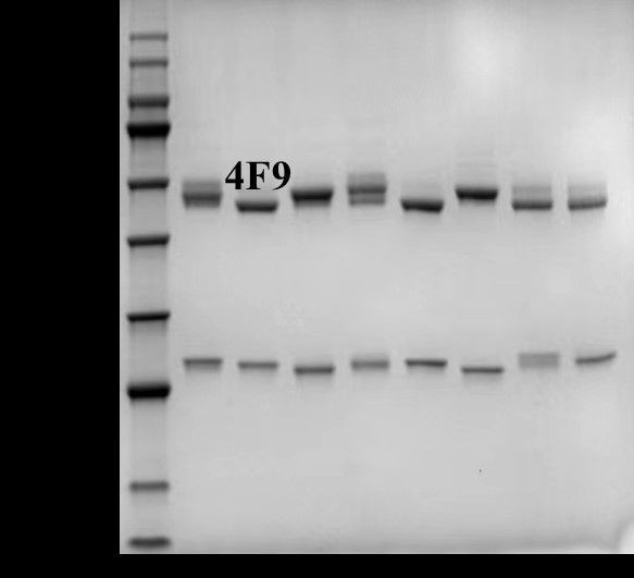 Diazepam Antibody in SDS-PAGE (SDS-PAGE)