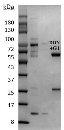 Deoxynivalenol Antibody in SDS-PAGE (SDS-PAGE)