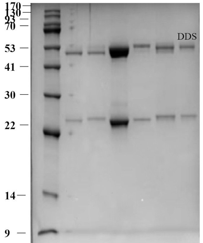 Dapsone Antibody in SDS-PAGE (SDS-PAGE)