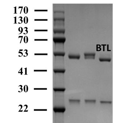 Butralin Antibody in SDS-PAGE (SDS-PAGE)