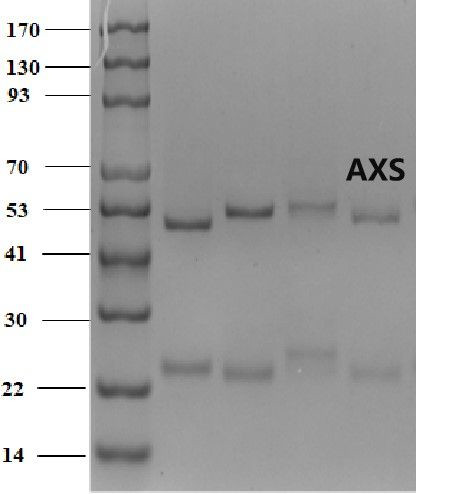 Azoxystrobin Antibody in SDS-PAGE (SDS-PAGE)