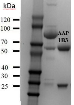 Acetamiprid Antibody in SDS-PAGE (SDS-PAGE)