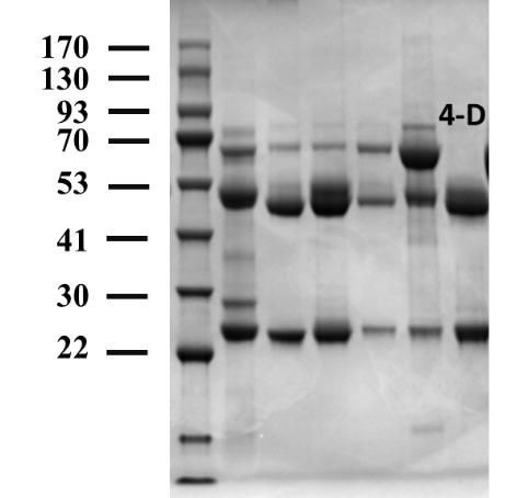 4-Chlorophenoxyacetic acid Antibody in SDS-PAGE (SDS-PAGE)