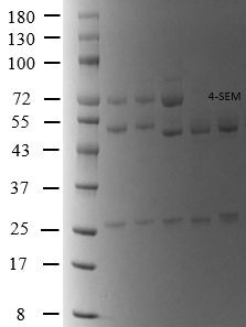 4-Nitrofurazone metabolite Antibody in SDS-PAGE (SDS-PAGE)
