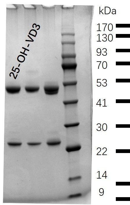 25-OH-Vitamin D3 Antibody in SDS-PAGE (SDS-PAGE)