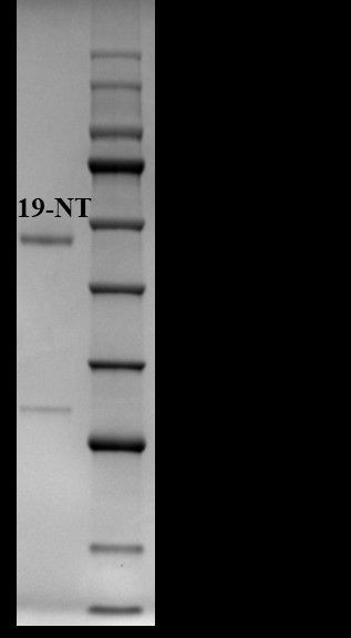 19-methyltestosterone Antibody in SDS-PAGE (SDS-PAGE)