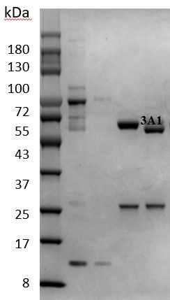 11-Dehydrothromboxane B2 Antibody in SDS-PAGE (SDS-PAGE)