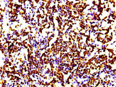 Histone H4 Antibody in Immunohistochemistry (Paraffin) (IHC (P))