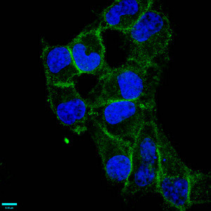 CD97 Antibody in Immunocytochemistry (ICC/IF)