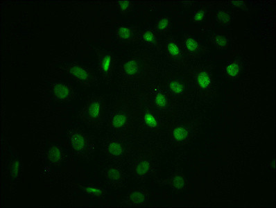 Phospho-IkB alpha (Ser32) Antibody in Immunocytochemistry (ICC/IF)