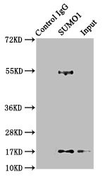 SUMO1 Antibody in Immunoprecipitation (IP)