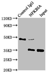 IkB alpha Antibody in Immunoprecipitation (IP)