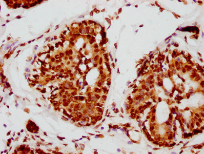 Lamin A Antibody in Immunohistochemistry (Paraffin) (IHC (P))