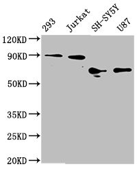 FOXO3A Antibody in Western Blot (WB)