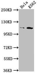 PIK3CB Antibody in Western Blot (WB)