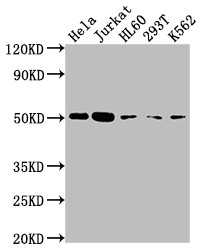 Caspase 2 Antibody in Western Blot (WB)