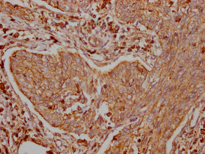 TRAF2 Antibody in Immunohistochemistry (Paraffin) (IHC (P))