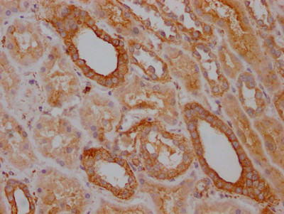 TRAF2 Antibody in Immunohistochemistry (Paraffin) (IHC (P))