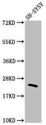 RhoA Antibody in Western Blot (WB)