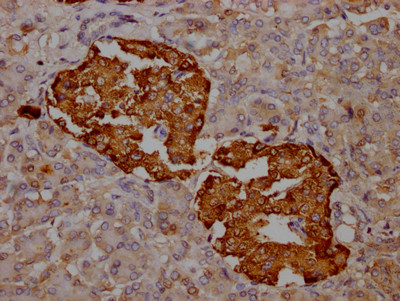 Transthyretin Antibody in Immunohistochemistry (Paraffin) (IHC (P))