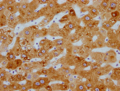 CYP3A4 Antibody in Immunohistochemistry (Paraffin) (IHC (P))