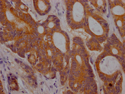 PGF Antibody in Immunohistochemistry (Paraffin) (IHC (P))