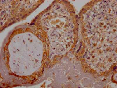 PGF Antibody in Immunohistochemistry (Paraffin) (IHC (P))