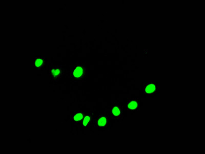 DDX5 Antibody in Immunocytochemistry (ICC/IF)