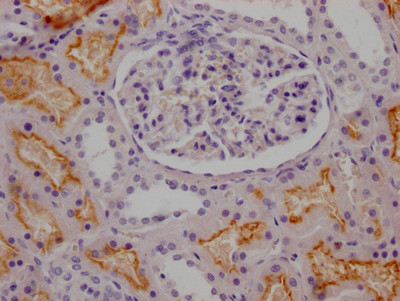 ACE Antibody in Immunohistochemistry (Paraffin) (IHC (P))