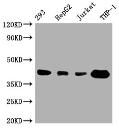 STING Antibody in Western Blot (WB)