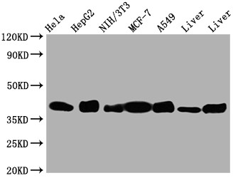 Aldolase A Antibody in Western Blot (WB)