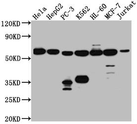 PTBP1 Antibody in Western Blot (WB)