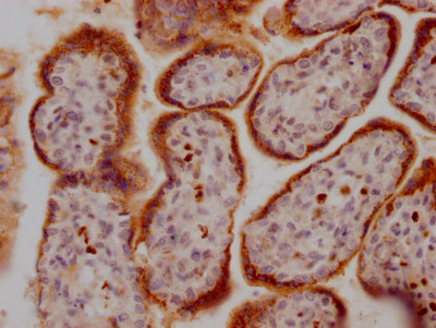 GDF15 Antibody in Immunohistochemistry (Paraffin) (IHC (P))