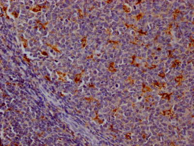 Cathepsin S Antibody in Immunohistochemistry (Paraffin) (IHC (P))